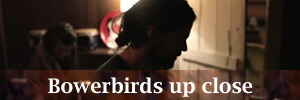 The Bowerbirds Interview The Bowerbirds Interview